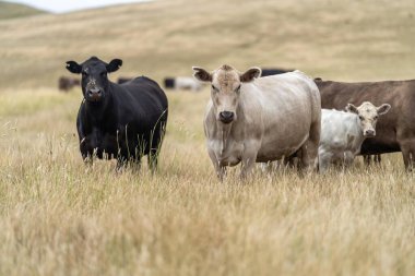Damızlık Wagyu ve Angus, Avustralya 'da bir otlakta, gün içinde kuru bir çim tarlasında sığır eti yiyorlar.