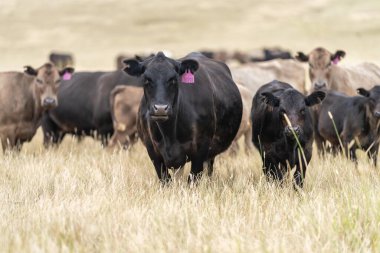 Avustralya 'da bir tarlada otlayan damızlık sığır, inek ve buzağılar. Sığır cinsleri arasında baharda uzun otlaklarda wagyu, murray grisi, angus, brangus ve wagyu bulunur.