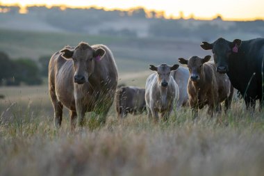 Güney Batı Victoria, Avustralya 'da sığır ve buzağılar otluyor. saman ve tohum yiyorlar. Türleri arasında benekli park, Murray Grey, Angus 