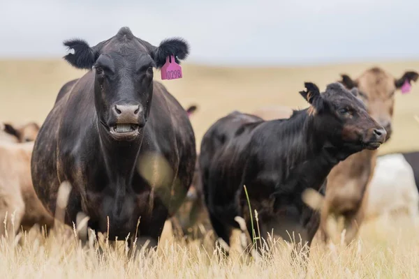 İnek suratlı kameraya yakından bakıyor. Siyah Wagyu ineği