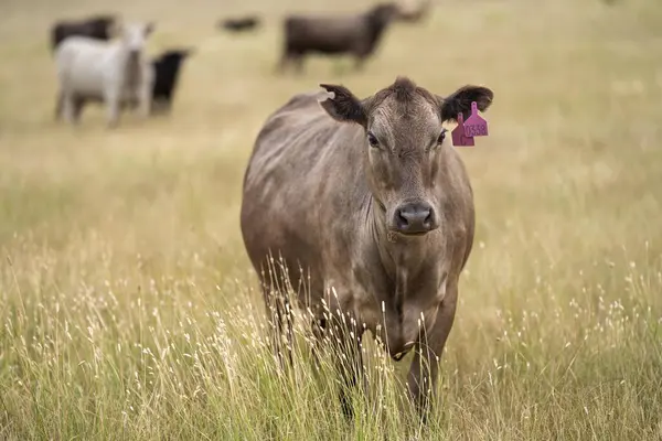 cows in a field on a regenerative agriculture field in australia