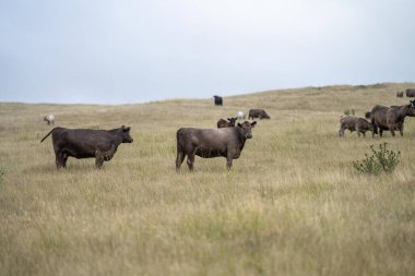 cows in a field on a regenerative agriculture field in australia