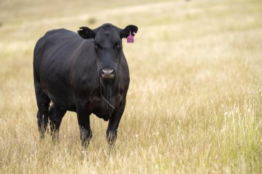 cows eating in a field on farmland on an agricultural farm in springtime in australia