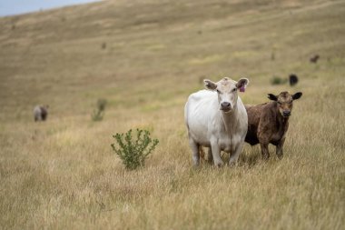 cows in a field on a farm