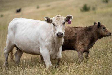 portrait of beef Cows grazing on green grass in spring, in Australia. milking cow in a field on an agriculture farm in australia