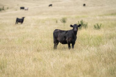 cows in a field on a regenerative agriculture field in australia