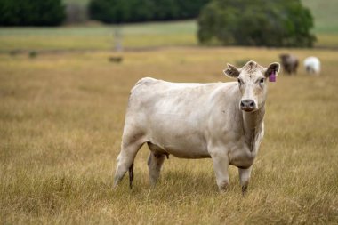 portrait of beef Cows grazing on green grass in spring, in Australia. milking cow in a field on an agriculture farm in australia
