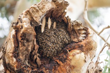 bee hive in a red gum tree hollow on a farm in australia. native bee hive with honey