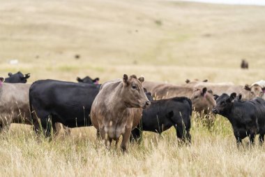 Herd of sustainable cows on a green hill on a farm in Australia. Beautiful cow in a field. Australian Farming landscape with Angus and Murray grey cattle in summer