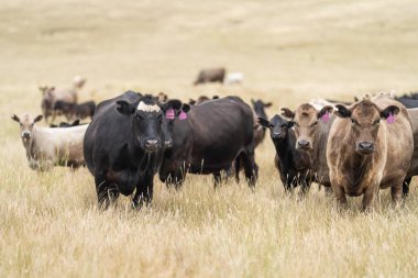 cows eating in a field on farmland on an agricultural farm in springtime 