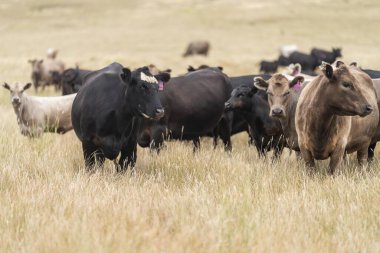 cow in a field, herd of cows in a paddock in a dry summer drought in australia