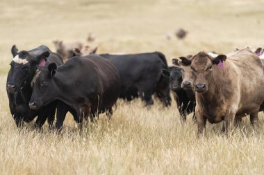 cow in a field, herd of cows in a paddock in a dry summer drought in australia