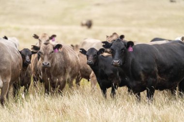 beef cattle grazing on pasture. Grass fed murray grey, angus and specked park in south west Victoria. 