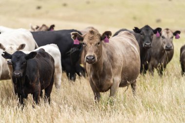Portrait of a beautiful cow in a field in Australia 