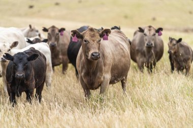 beef cattle grazing on pasture. Grass fed murray grey, angus and specked park in south west Victoria. 