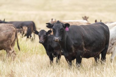 Stud Beef bulls, cows and calves grazing on grass in a field, in Australia. breeds of cattle include speckled park, murray grey, angus, brangus and wagyu on long pasture 