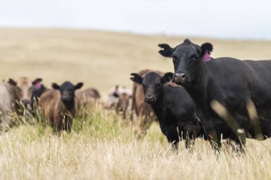 cow in a field, herd of cows in a paddock in a dry summer drought in australia