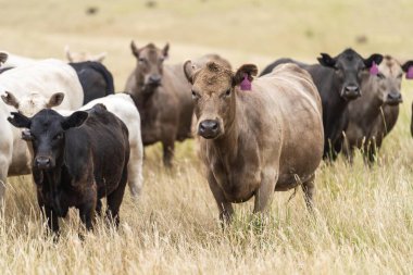 Herd of sustainable cows on a green hill on a farm in Australia. Beautiful cow in a field. Australian Farming landscape with Angus and Murray grey cattle in summer