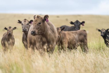 cows eating in a field on farmland on an agricultural farm in springtime 