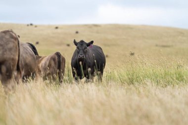 beef cattle grazing on pasture. Grass fed murray grey, angus and specked park in south west Victoria. 