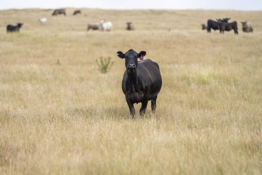 Otlayan ineklerin portresi. Toprakta karbon izolasyonu olan CO2 depolayan rejeneratif tarım çiftliği 