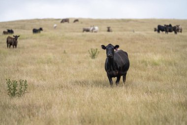 Portrait of cows in a field. Herd of cattle close up. White and brown cows. Australian Sustainable Beef steers on a agricultural farm in Australia 