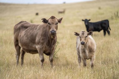 portrait of beef Cows grazing on green grass in spring, in Australia. milking cow in a field on an agriculture farm in australia