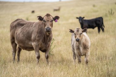 cows in a field on a regenerative agriculture field in australia