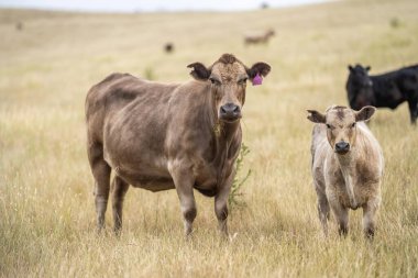 cows in a field on a farm