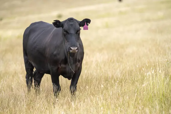 cows in a field on a regenerative agriculture field in australia