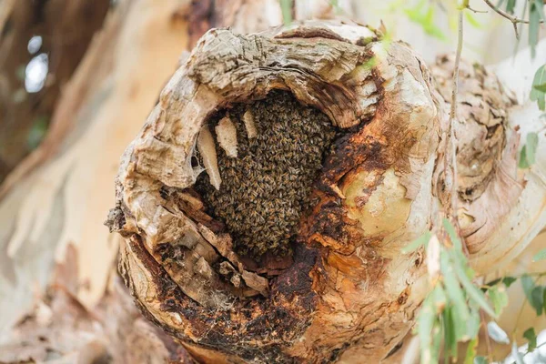 bee hive in a red gum tree hollow on a farm in australia. native bee hive with honey