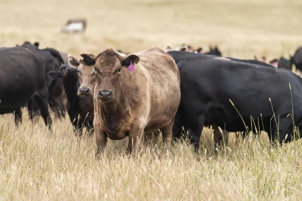 cows eating in a field on farmland on an agricultural farm in springtime in australia