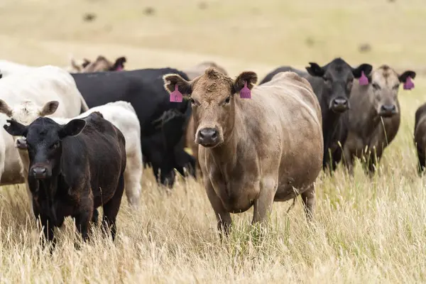 Portrait of a beautiful cow in a field in Australia