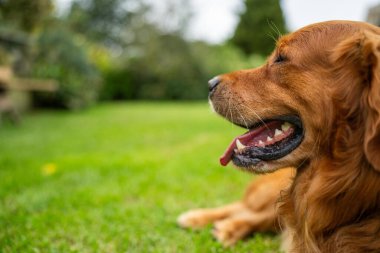 Avustralya 'da bir bahçede topu olan Golden retriever.