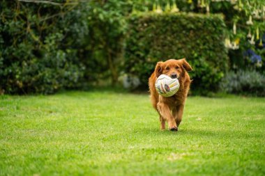 Avustralya 'da bir bahçede topu olan Golden retriever.