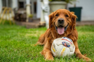 Avustralya 'da bir bahçede topu olan Golden retriever.