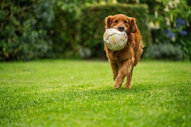 Avustralya 'da bir bahçede topu olan Golden retriever.