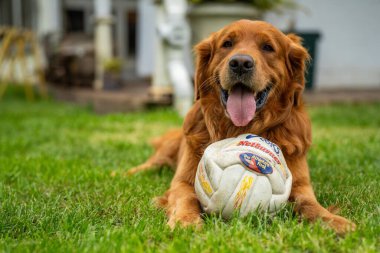 Avustralya 'da bir bahçede topu olan Golden retriever.