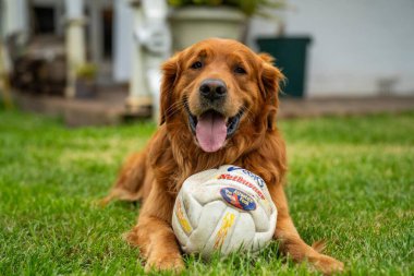 Avustralya 'da bir bahçede topu olan Golden retriever.