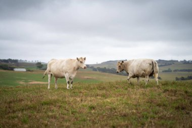 close up of a white cow grazing in a field in australia on a farm