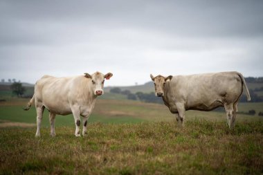 İnekler tarlada, Avustralya 'da çim ve çayırlarda otluyorlar, bir çiftlikte. Saman yiyen sığırlar. Cinsler arasında benek parkı, Murray Grey, angus, Brangus, hereford, wagyu, inekler vardır..