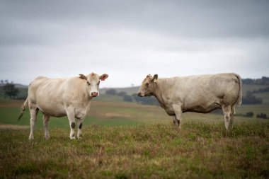 İnekler tarlada, Avustralya 'da çim ve çayırlarda otluyorlar, bir çiftlikte. Saman yiyen sığırlar. Cinsler arasında benek parkı, Murray Grey, angus, Brangus, hereford, wagyu, inekler vardır..