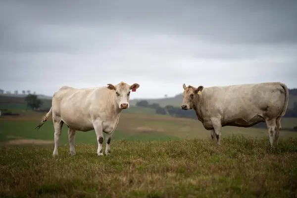 cows in field, grazing on grass and pasture in Australia, on a farming ranch. Cattle eating hay and silage. breeds include speckle park, Murray grey, angus, Brangus, hereford, wagyu, cows.