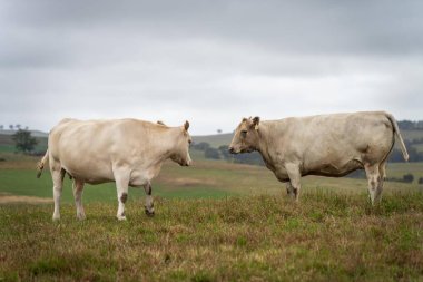 İnekler tarlada, Avustralya 'da çim ve çayırlarda otluyorlar, bir çiftlikte. Saman yiyen sığırlar. Cinsler arasında benek parkı, Murray Grey, angus, Brangus, hereford, wagyu, inekler vardır..