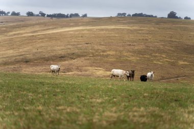 İnekler tarlada, Avustralya 'da çim ve çayırlarda otluyorlar, bir çiftlikte. Saman yiyen sığırlar. Cinsler arasında benek parkı, Murray Grey, angus, Brangus, hereford, wagyu, inekler vardır..