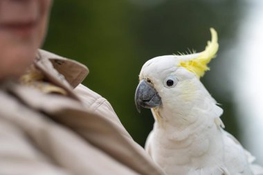 Avustralya 'nın dışındaki bir sakız ağacına tünemiş beyaz papağan ve corella. Milli parktaki ağaçtaki yerli Avustralya kuşları. 