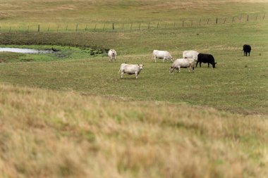 Otlayan ineklerin portresi. Avustralya 'daki çiftlikte karbon izolasyonu olan toprakta CO2 depolanmış yenilenebilir tarım çiftliği.