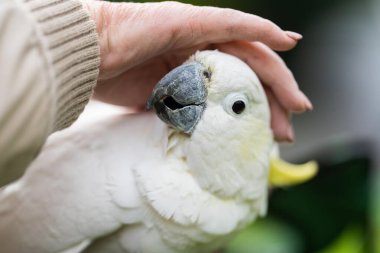 Avustralya 'nın dışındaki bir sakız ağacına tünemiş beyaz papağan ve corella. Milli parktaki ağaçtaki yerli Avustralya kuşları. 