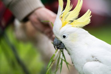 Avustralya 'nın dışındaki bir sakız ağacına tünemiş beyaz papağan ve corella. Milli parktaki ağaçtaki yerli Avustralya kuşları. 