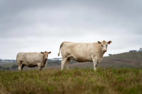 stock image Australian cows grazing in a field on pasture. close up of a white murray grey cow eating grass in a paddock in springtime 